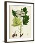 Pyrus Torminalis Wild Service-Tree-null-Framed Giclee Print