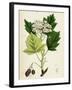 Pyrus Torminalis Wild Service-Tree-null-Framed Giclee Print