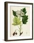 Pyrus Torminalis Wild Service-Tree-null-Framed Giclee Print