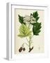Pyrus Torminalis Wild Service-Tree-null-Framed Giclee Print