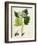 Pyrus Torminalis Wild Service-Tree-null-Framed Giclee Print