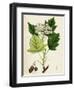 Pyrus Torminalis Wild Service-Tree-null-Framed Giclee Print