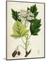 Pyrus Torminalis Wild Service-Tree-null-Mounted Giclee Print