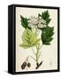Pyrus Torminalis Wild Service-Tree-null-Framed Stretched Canvas