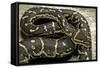 Python Anchietae (Angolan Python)-Paul Starosta-Framed Stretched Canvas