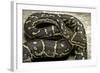 Python Anchietae (Angolan Python)-Paul Starosta-Framed Photographic Print