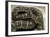 Python Anchietae (Angolan Python)-Paul Starosta-Framed Photographic Print