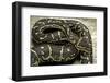 Python Anchietae (Angolan Python)-Paul Starosta-Framed Photographic Print