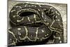 Python Anchietae (Angolan Python)-Paul Starosta-Mounted Photographic Print