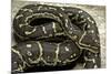 Python Anchietae (Angolan Python)-Paul Starosta-Mounted Photographic Print