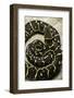 Python Anchietae (Angolan Python)-Paul Starosta-Framed Photographic Print