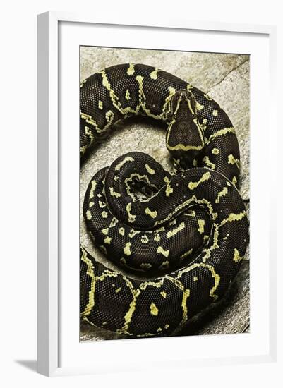 Python Anchietae (Angolan Python)-Paul Starosta-Framed Photographic Print