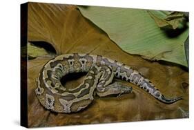 Python Brongersmai (Curtus) (Red Blood Python)-Paul Starosta-Stretched Canvas