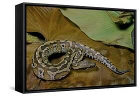 Python Brongersmai (Curtus) (Red Blood Python)-Paul Starosta-Framed Stretched Canvas