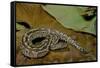 Python Brongersmai (Curtus) (Red Blood Python)-Paul Starosta-Framed Stretched Canvas