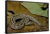 Python Brongersmai (Curtus) (Red Blood Python)-Paul Starosta-Framed Stretched Canvas