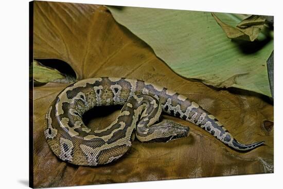 Python Brongersmai (Curtus) (Red Blood Python)-Paul Starosta-Stretched Canvas