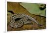 Python Brongersmai (Curtus) (Red Blood Python)-Paul Starosta-Framed Photographic Print