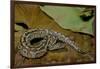 Python Brongersmai (Curtus) (Red Blood Python)-Paul Starosta-Framed Photographic Print