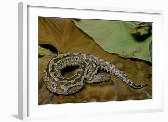 Python Brongersmai (Curtus) (Red Blood Python)-Paul Starosta-Framed Photographic Print