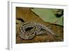 Python Brongersmai (Curtus) (Red Blood Python)-Paul Starosta-Framed Photographic Print