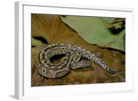 Python Brongersmai (Curtus) (Red Blood Python)-Paul Starosta-Framed Photographic Print