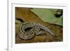 Python Brongersmai (Curtus) (Red Blood Python)-Paul Starosta-Framed Photographic Print