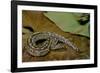 Python Brongersmai (Curtus) (Red Blood Python)-Paul Starosta-Framed Photographic Print