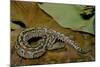 Python Brongersmai (Curtus) (Red Blood Python)-Paul Starosta-Mounted Photographic Print