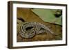 Python Brongersmai (Curtus) (Red Blood Python)-Paul Starosta-Framed Photographic Print