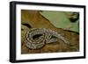 Python Brongersmai (Curtus) (Red Blood Python)-Paul Starosta-Framed Photographic Print