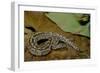 Python Brongersmai (Curtus) (Red Blood Python)-Paul Starosta-Framed Photographic Print
