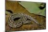 Python Brongersmai (Curtus) (Red Blood Python)-Paul Starosta-Mounted Photographic Print