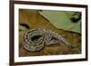 Python Brongersmai (Curtus) (Red Blood Python)-Paul Starosta-Framed Photographic Print