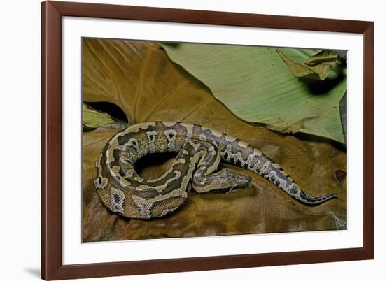 Python Brongersmai (Curtus) (Red Blood Python)-Paul Starosta-Framed Photographic Print