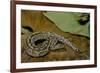 Python Brongersmai (Curtus) (Red Blood Python)-Paul Starosta-Framed Photographic Print