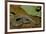 Python Brongersmai (Curtus) (Red Blood Python)-Paul Starosta-Framed Photographic Print