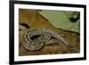 Python Brongersmai (Curtus) (Red Blood Python)-Paul Starosta-Framed Photographic Print