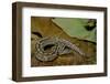 Python Brongersmai (Curtus) (Red Blood Python)-Paul Starosta-Framed Photographic Print