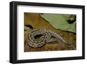 Python Brongersmai (Curtus) (Red Blood Python)-Paul Starosta-Framed Photographic Print