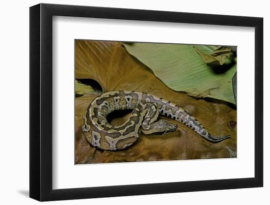 Python Brongersmai (Curtus) (Red Blood Python)-Paul Starosta-Framed Photographic Print