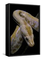 Python Molurus Bivittatus F. Labyrinth Albino-Paul Starosta-Framed Stretched Canvas