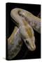 Python Molurus Bivittatus F. Labyrinth Albino-Paul Starosta-Stretched Canvas