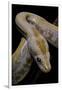 Python Molurus Bivittatus F. Labyrinth Albino-Paul Starosta-Framed Premium Photographic Print