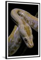 Python Molurus Bivittatus F. Labyrinth Albino-Paul Starosta-Framed Premium Photographic Print