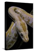 Python Molurus Bivittatus F. Labyrinth Albino-Paul Starosta-Stretched Canvas