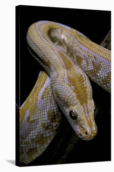 Python Molurus Bivittatus F. Labyrinth Albino-Paul Starosta-Stretched Canvas