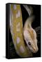 Python Molurus Bivittatus F. Labyrinth Albino-Paul Starosta-Framed Stretched Canvas