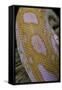 Python Molurus Bivittatus F. Labyrinth Albino-Paul Starosta-Framed Stretched Canvas