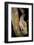 Python Molurus Bivittatus F. Labyrinth Albino-Paul Starosta-Framed Photographic Print